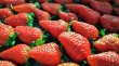 画像2: 石橋農園贈答用イチゴ【おまかせ品種食べ比べ2トレーセット】 (2)