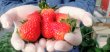 画像2: 石橋農園贈答用イチゴ【おまかせ品種食べ比べ4トレーセット】 (2)